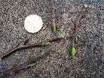 foto bomen: Tulpenboom__Liriodendron_tulipifera__Tulip_tree 