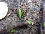 foto bomen: Tulpenboom__Liriodendron_tulipifera__Tulip_tree 