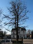 foto bomen: leguminosafamilie 
