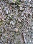 foto bomen: winterbark2