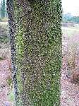foto bomen: winterbark2