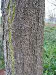 foto bomen: winterbark2