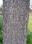 foto bomen: winterbark2