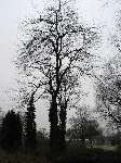 foto bomen: winterbark2