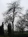 foto bomen: Valse_christusdoorn__Gleditsia_triacanthos__Honeylocust 