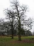 foto bomen: Witte_acacia__Robinia_pseudoacacia__Black_locust