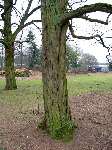 foto bomen: Witte_acacia__Robinia_pseudoacacia__Black_locust
