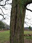 foto bomen: Witte_acacia__Robinia_pseudoacacia__Black_locust