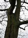 foto bomen: Witte_acacia__Robinia_pseudoacacia__Black_locust