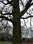 foto bomen: Witte_acacia__Robinia_pseudoacacia__Black_locust
