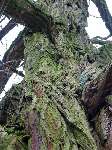 foto bomen: Witte_acacia__Robinia_pseudoacacia__Black_locust