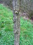 foto bomen: Witte_acacia__Robinia_pseudoacacia__Black_locust