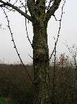 foto bomen: Witte_acacia__Robinia_pseudoacacia__Black_locust
