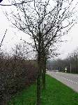 foto bomen: Witte_acacia__Robinia_pseudoacacia__Black_locust