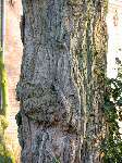 foto bomen: Witte_acacia__Robinia_pseudoacacia__Black_locust