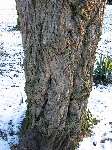 foto bomen: Witte_acacia__Robinia_pseudoacacia__Black_locust