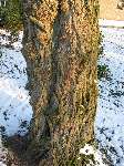 foto bomen: Witte_acacia__Robinia_pseudoacacia__Black_locust