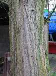 foto bomen: Witte_acacia__Robinia_pseudoacacia__Black_locust