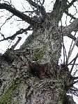 foto bomen: Witte_acacia__Robinia_pseudoacacia__Black_locust