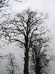 foto bomen: Witte_acacia__Robinia_pseudoacacia__Black_locust