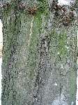 foto bomen: winterbark2