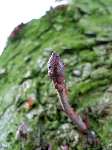 foto bomen: bud