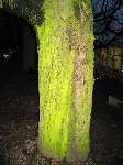foto bomen: winterbark2