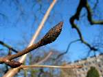 foto bomen: bud
