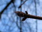 foto bomen: bud