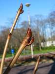 foto bomen: bud