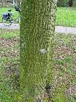 foto bomen: Zilverlinde__Tilia_tomentosa__Silver_linden 