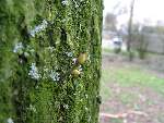 foto bomen: Zilverlinde__Tilia_tomentosa__Silver_linden 