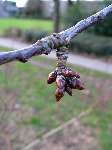 foto bomen: bud