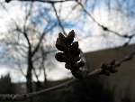 foto bomen: Zoete_kers__Prunus_avium__Sweet_cherry