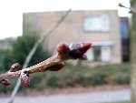 foto bomen: bud