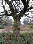 foto bomen: winterbark