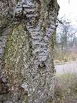 foto bomen: winterbark