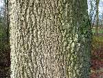 foto bomen: winterbark2
