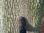 foto bomen: winterbark2