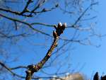 foto bomen: bud