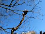 foto bomen: bud 