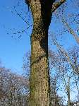 foto bomen: winterbark2