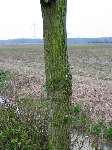 foto bomen: winterbark2