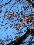 foto bomen: Zomereik__Quercus_robur__English_oak 