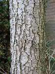foto bomen: Zwarte_els__Alnus_glutinosa__Common_alder