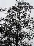 foto bomen: Zwarte_els__Alnus_glutinosa__Common_alder