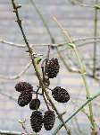 foto bomen: Zwarte_els__Alnus_glutinosa__Common_alder