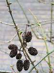 foto bomen: Zwarte_els__Alnus_glutinosa__Common_alder 