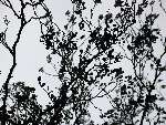 foto bomen: Zwarte_els__Alnus_glutinosa__Common_alder 