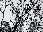 foto bomen: Zwarte_els__Alnus_glutinosa__Common_alder